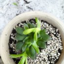 은행나무작은도서관 이미지