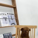 플러피펫 이미지