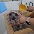 모든애견미용실 이미지