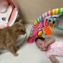 화정동물병원 | 탑케어동물의료원 화정 고양이 동물병원 추천 후기