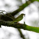 몽골의 새60 - Olive-backed Pipit(힝둥새) 이미지