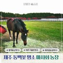상이농장 | 제주 동백꽃 명소 한국마사회 제주농장 코스추천