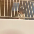 스테이 홉스 | [충남/금산] 금산 힐링여행 반려동물동반 숙소 및 카페 ‘스테이홉스’ 펜션 후기 (+홉스 커피)