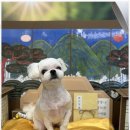 행복한 펫 살롱 이미지