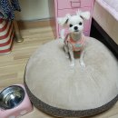펫리빙