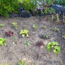 아름다운 정원을 꿈 이미지