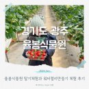 동창농장 | 율봄식물원 딸기시즌 시작! 아이와 율봄농장 딸기체험 다녀온 후기