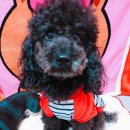 도그뷰티 이미지