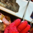 삐삐라떼 이미지