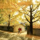 의동 | [여행] 단 100m 길이, 입장료 무료! 거창 의동마을 황금빛 은행나무길, 왜 이렇게 유명하죠?