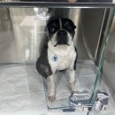 김앤정동물병원 이미지