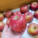 홈골 | 청송홈골농원 못난이 꿀사과 구매 후기