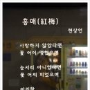 현상언「홍매」 이미지