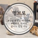 [블챌, 태평 애견카페] &#39;멍브로&#39; 태평동 애견카페 내돈내산 후기