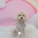 베베드시앙 이미지