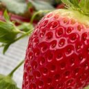 둥이농장 이미지