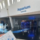 아쿠아플라넷 제주 | 생각보다 더 좋았던 아쿠아플라넷 제주 후기｜서귀포 실내 데이트 코스