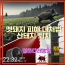 경북야생동물구조관리센터 | 멧돼지 피해 대처법 산돼지 퇴치