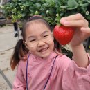 동읍143 | 창원 동읍 딸기따기체험 내가키워팜/ 아이들과 가볼만한 곳 주말에 가볼만한 곳 가성비좋은 딸기체험장