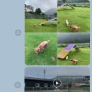 돌담펫호텔 이미지