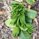 평호농장 | 제주농업생태원 방문후기. 제주 가볼만한곳. 금물과원과 감귤홍보전시관