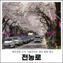 전농로의오후 | 제주공항 근처 가볼만한곳 제주 벚꽃 명소 전농로 봄꽃구경