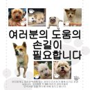 2월28일에 폐쇄조치될 대전 유기견 보호소입니다~~(입양.임보 급함) 이미지