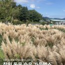 동읍123 | [붱순이 나들이]🌾 창원 동읍 팜파스 군락지 — 잠시 들러 인생사진 남기기 좋은 숨은 드라이브 코스