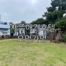 오멍가멍 애견카페&호텔 | 최애 제주 애견호텔 카페 오멍가멍만의 차별화된 서비스에 매우 만족