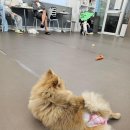 강아지 놀이터 이미지