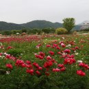 도장골경로당 Daum카페