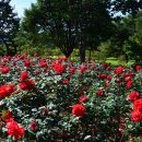 장자호수공원 장미원 이미지