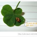 행운나무복권 이미지