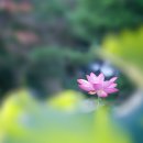 4293, 무심 이미지