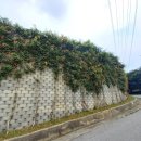 정재초교길 이미지