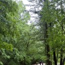 오대산서울 | 비 오는 날 더 아름다웠던 오대산 월정사 가족 여행 후기 ☔🌲 / 주차 정보 / 입장료 정보 /