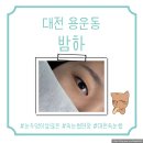 씨유대전선화원룸점 | 대전 동구 속눈썹 연장, 밤하