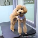 사쿠란보애견샵 부산대점 이미지