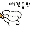 큐리애견 이미지