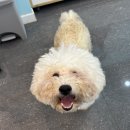 멍보드레 이미지