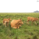 방목목장 이미지