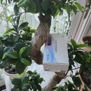 건강기능식품점 | 비문증·눈 노화 고민? 눈건강을 위한 노안 영양제 일주일 복용 후기