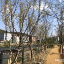 양지천3 이미지