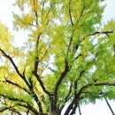 방학동 은행나무 이미지