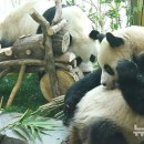 판다 이미지