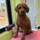 마스터그루밍클럽 이미지