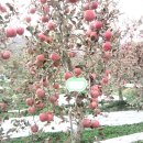 노티농장 이미지