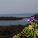 바다바라기 이미지