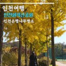 은행 | 인천 은행나무 명소 실시간 후기