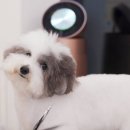 강아지 미용실 네이버블로그